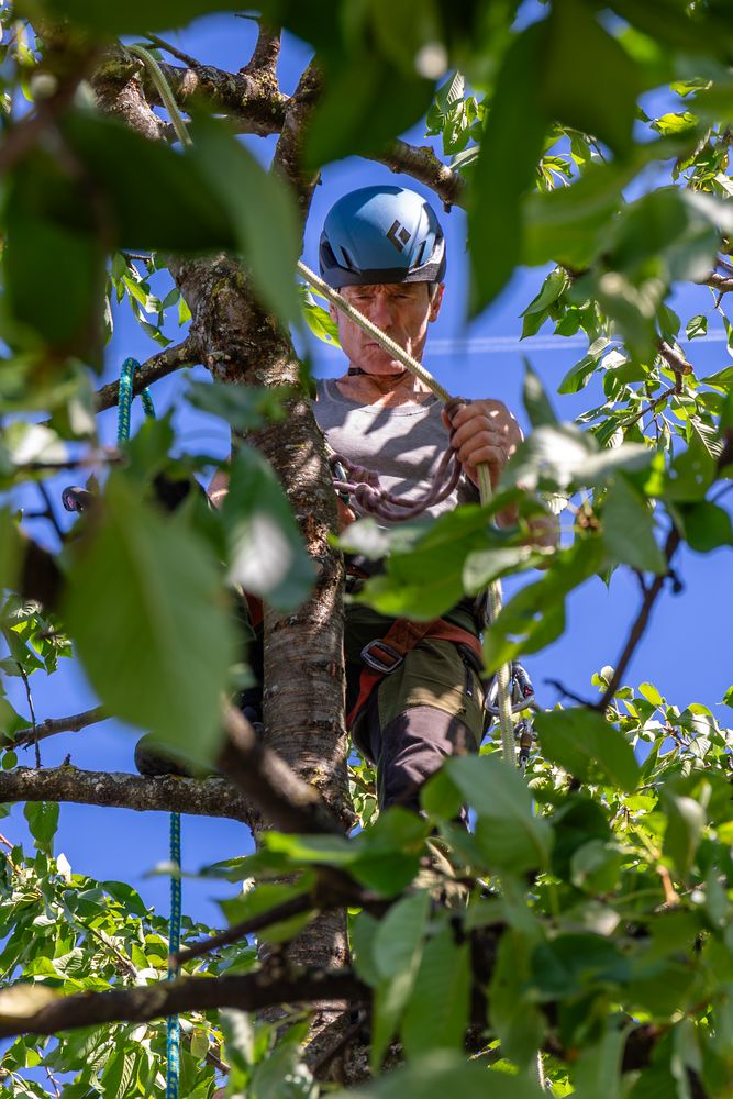Baumpfleger mit Helm und Seil arbeitet in der Krone eines Kirschbaums
