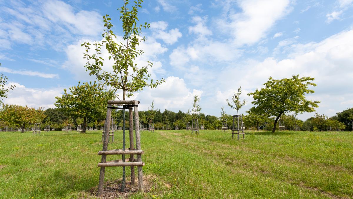 Neu gepflanzte Jungbäume mit Baumpfählen auf einer Wiese
